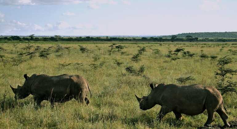 Avventura safari nella città di Nairobi Kenya — #5