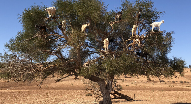 Marrakech To Essaouira Mogador Full Day Trip Morocco — #2