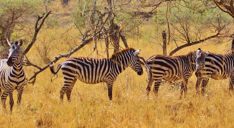 Unforgettable Safari to Ngorongoro Crater Adventure Tanzania — #2