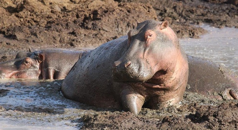 Serengeti and Ngorongoro Safari Adventure in Tanzania Tanzania &mdash; #3