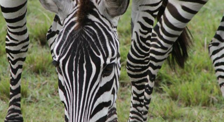 Nakuru See Ganztagestour Bereitgestellt von Peter Langat