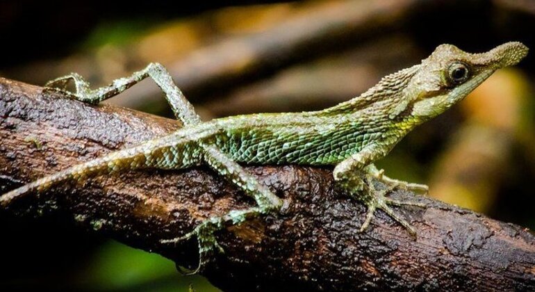 Trekking et camping dans la chaîne de montagnes Knuckles Sri Lanka — #11