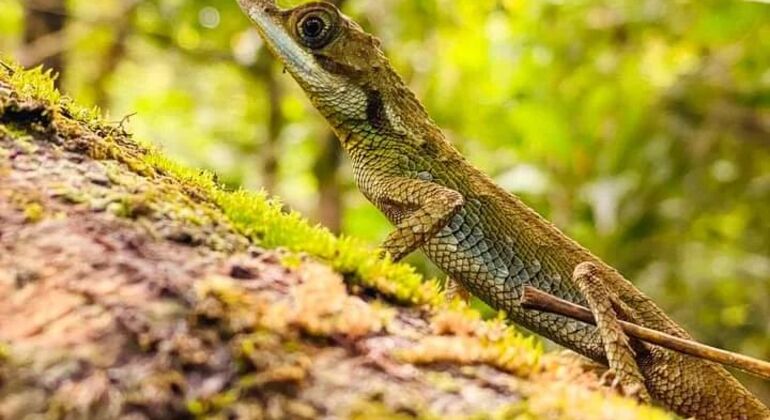 Escursione di un giorno alla cascata Knuckles Sri Lanka — #10