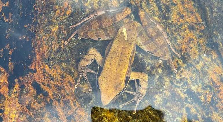Escursione di un giorno alla cascata Knuckles Sri Lanka — #16