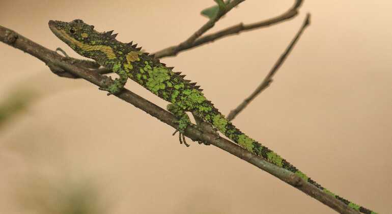 Escursione di un giorno alla cascata Knuckles Sri Lanka — #32