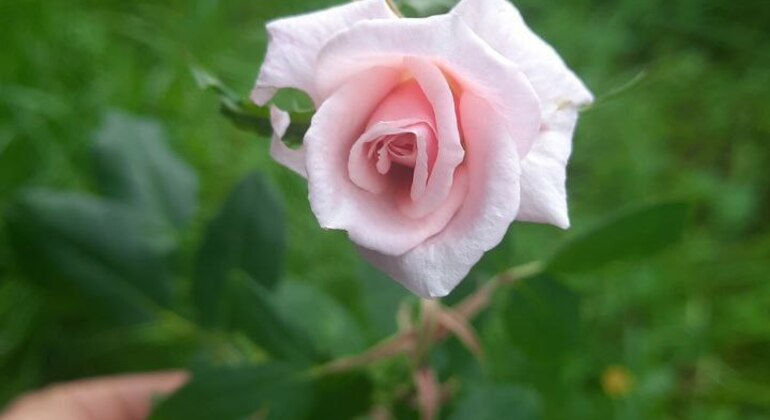 the-rose-free-tour-a-visible-mystery-es-5