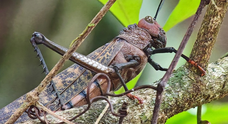 Passeio a pé pelo Parque Nacional Manuel António Costa Rica &mdash; #9