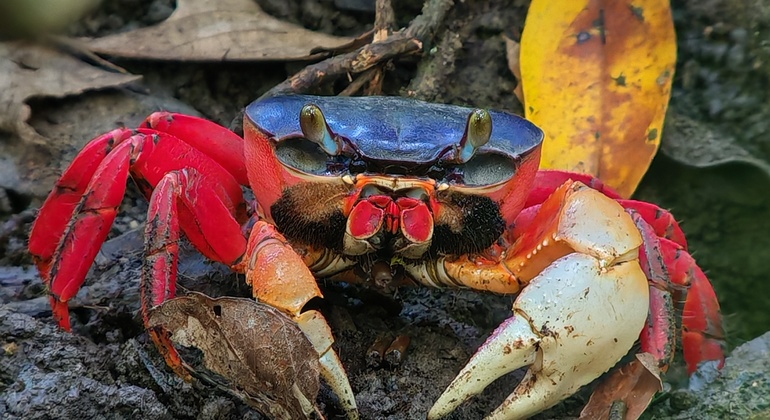 Passeio a pé pelo Parque Nacional Manuel António Costa Rica &mdash; #13