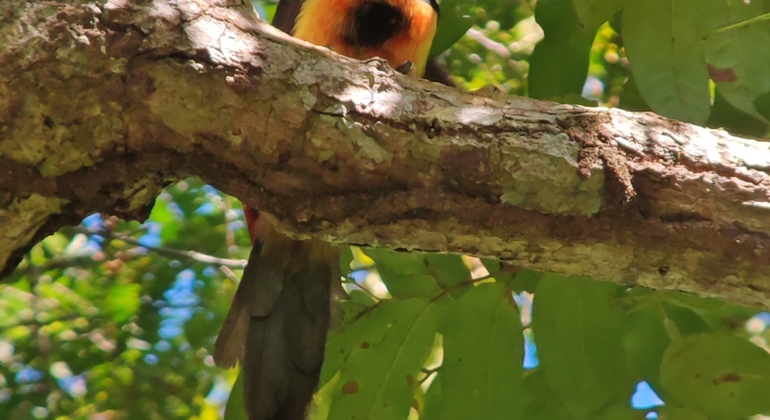 Passeio a pé pelo Parque Nacional Manuel António Costa Rica &mdash; #14