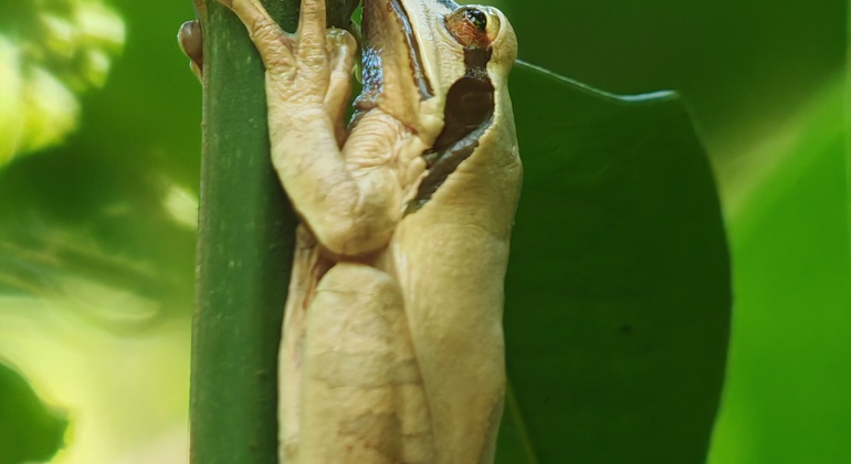 Passeio a pé pelo Parque Nacional Manuel António Costa Rica &mdash; #15