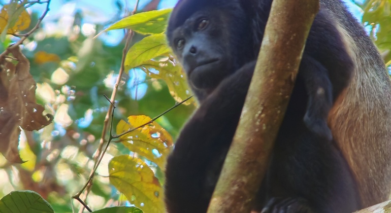 Passeio a pé pelo Parque Nacional Manuel António Costa Rica &mdash; #16