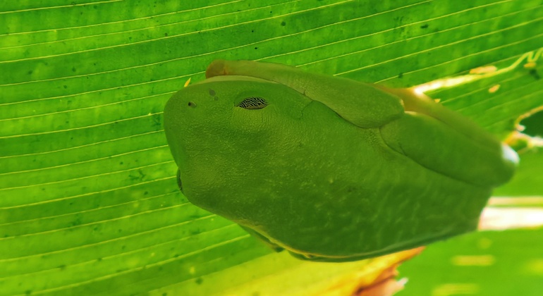 Passeio a pé pelo Parque Nacional Manuel António Costa Rica &mdash; #18