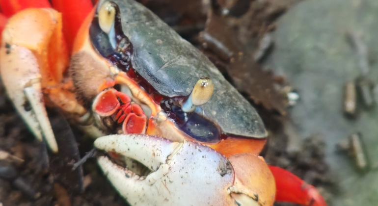 Passeio a pé pelo Parque Nacional Manuel António Costa Rica &mdash; #19