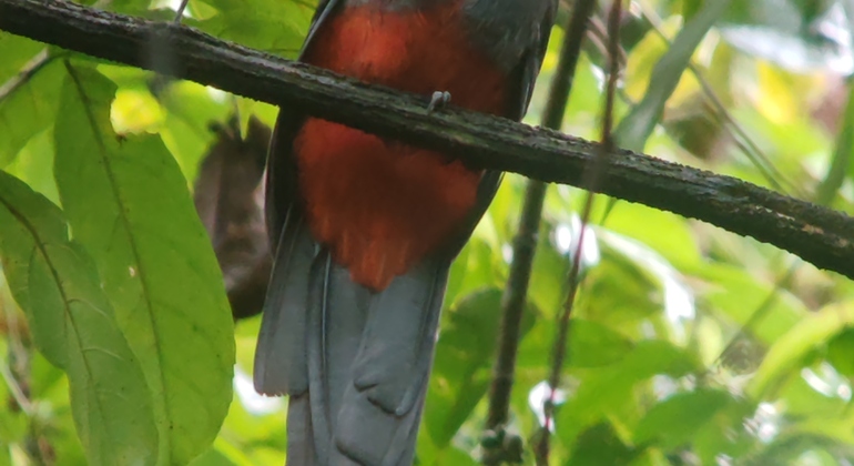 Passeio a pé pelo Parque Nacional Manuel António Costa Rica &mdash; #22