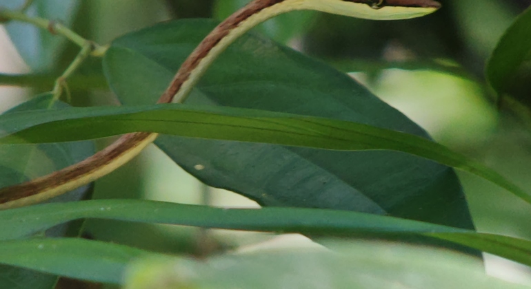 Passeio a pé pelo Parque Nacional Manuel António Costa Rica &mdash; #23