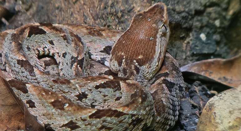 Passeio a pé pelo Parque Nacional Manuel António Costa Rica &mdash; #25
