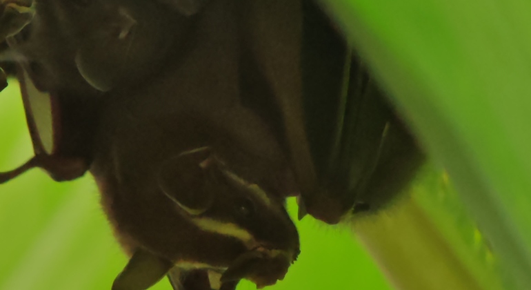 Passeio a pé pelo Parque Nacional Manuel António Costa Rica &mdash; #26