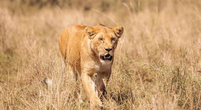 Découvrez la magie du safari en Tanzanie Tanzanie &mdash; #2