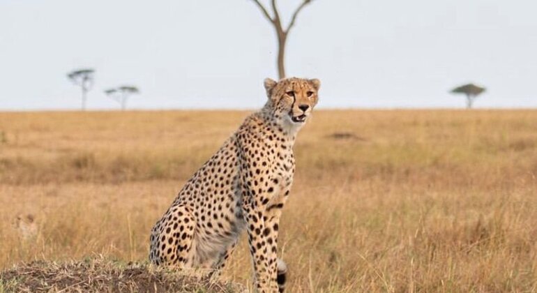 Découvrez la magie du safari en Tanzanie Tanzanie &mdash; #3