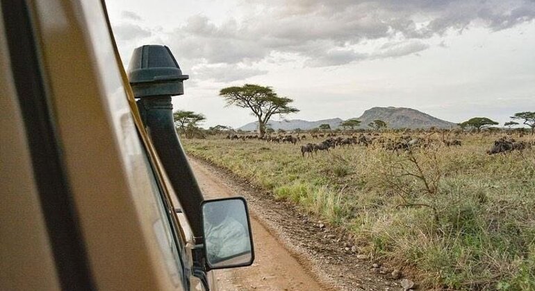 Découvrez la magie du safari en Tanzanie Tanzanie &mdash; #4