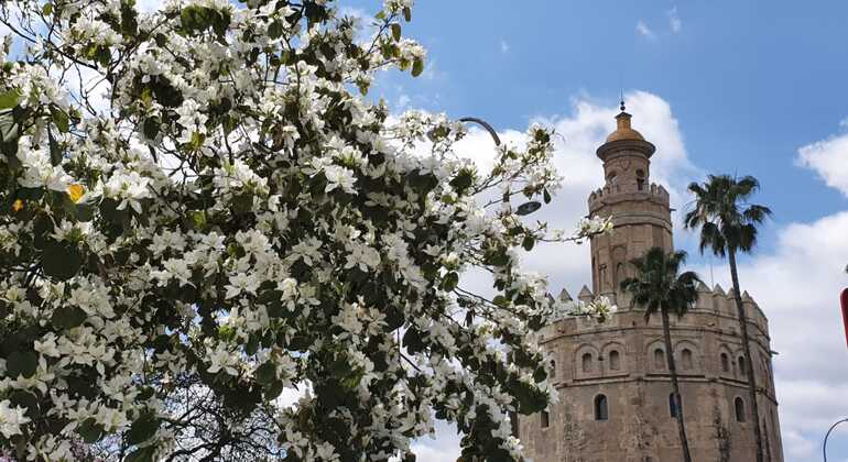 free-walking-tour-first-walk-in-seville-es-5