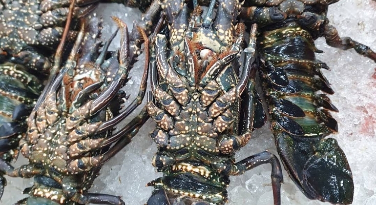 Explore the Fish Market with Lunch or Dinner Egypt — #2