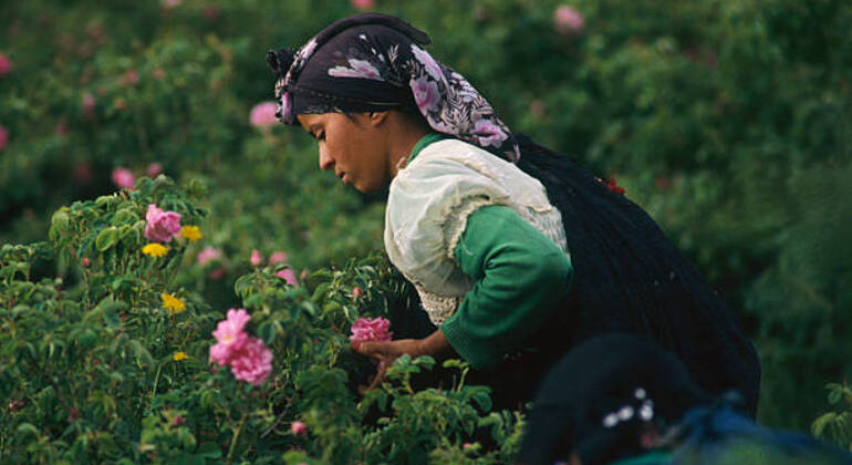 2 dias 1 noite Marraquexe Ait Benhaddou Ouarzazate e Vale das Rosas Marrocos — #2