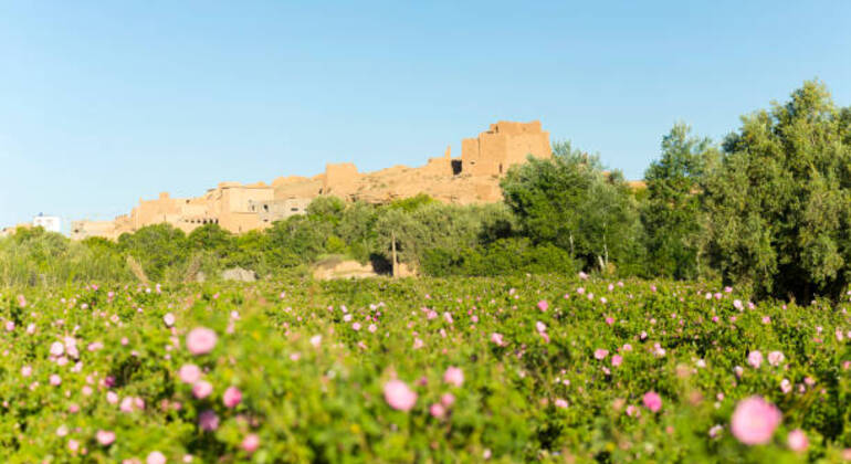 2 dias 1 noite Marraquexe Ait Benhaddou Ouarzazate e Vale das Rosas Marrocos — #6