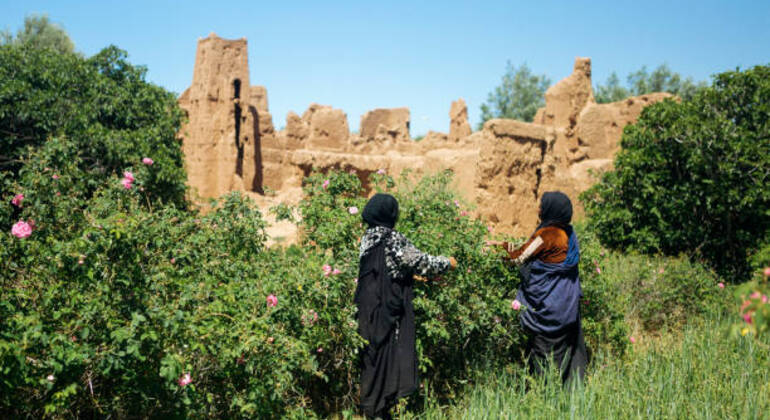 2 dias 1 noite Marraquexe Ait Benhaddou Ouarzazate e Vale das Rosas Marrocos — #7