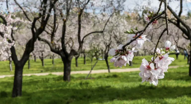 free-tour-por-la-quinta-de-los-molinos-es-1