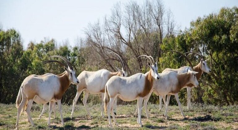 Souss Massa National Park | Explore Agadir’s Wildlife Haven Morocco &mdash; #2