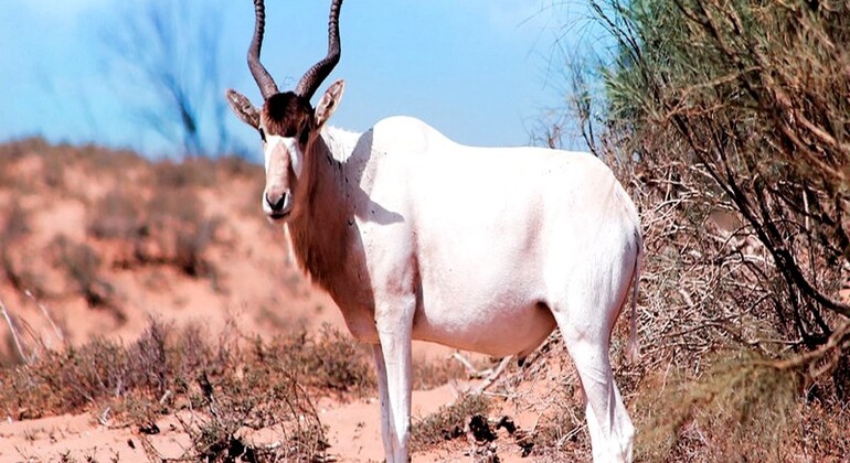 Souss Massa National Park | Explore Agadir’s Wildlife Haven Morocco &mdash; #3