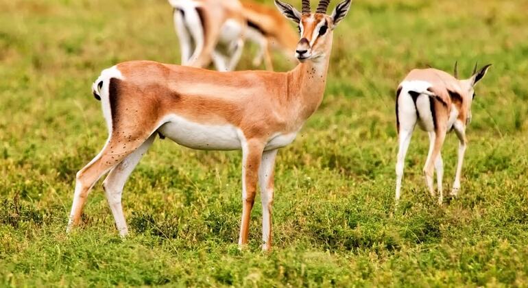 Souss Massa National Park | Explore Agadir’s Wildlife Haven Morocco &mdash; #4