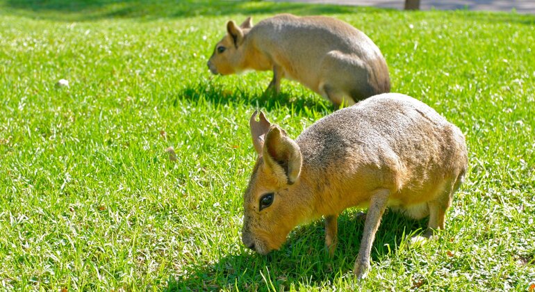 Free tour: La Historia Oculta del Ex Zoológico de Buenos Aires Argentina — #6