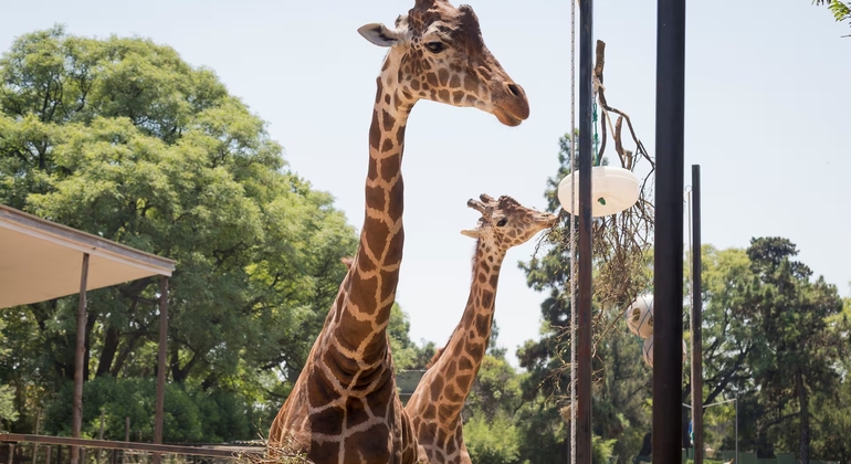 Free tour: La Historia Oculta del Ex Zoológico de Buenos Aires Argentina — #2
