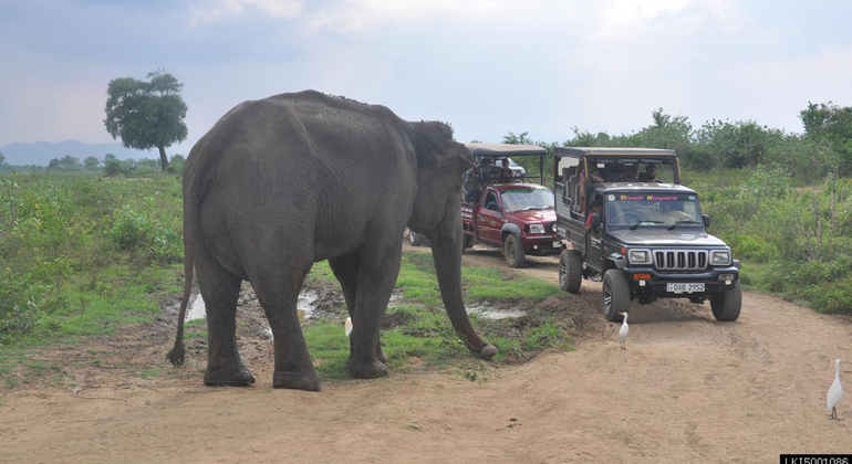 Safari de Medio Día en el Parque Nacional Udawalawe Operado por Lakpura LLC