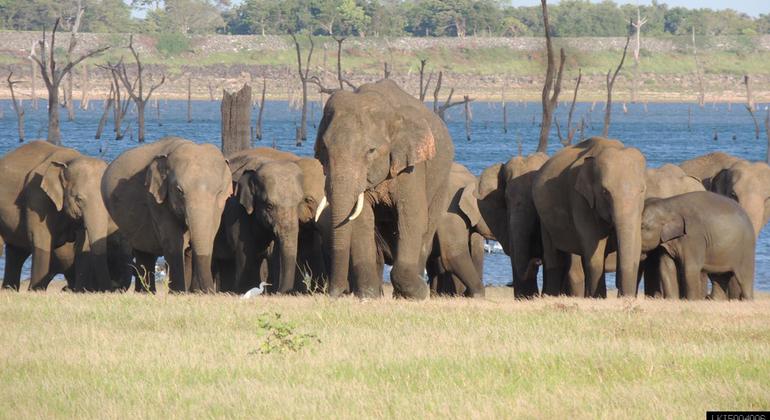 Safari privé dans le parc national de Kaudulla (3 heures), Sri Lanka