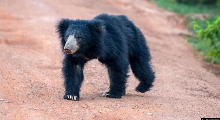 Medio Día en el Parque Nacional Wilpattu Safari Operado por Lakpura LLC