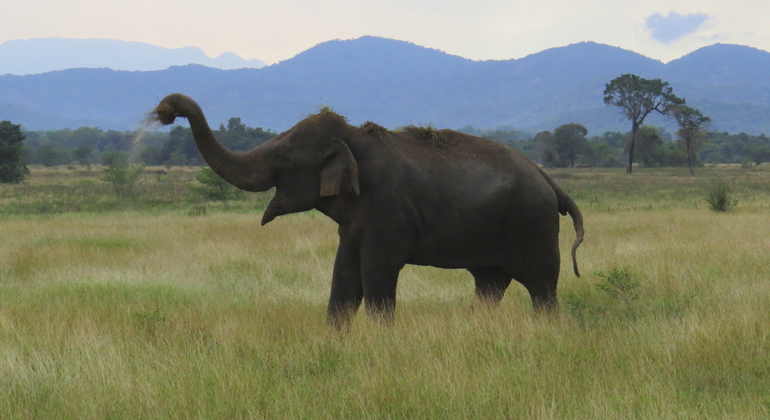 Safari privado de 10 horas no Parque Nacional Wasgamuwa, Sri Lanka