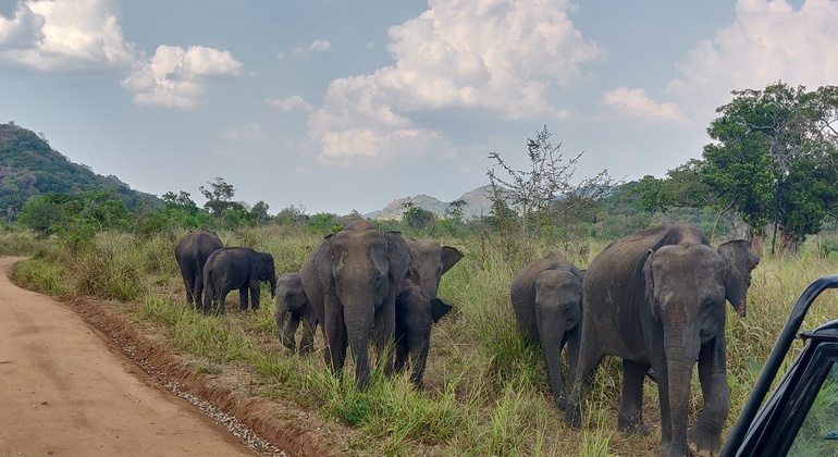 Safari privato di 3 ore al Parco Ecologico Hurulu, Sri Lanka