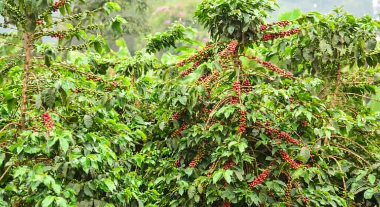 Excursión de un día a la Granja de Café Fairview desde Nairobi Kenia — #2