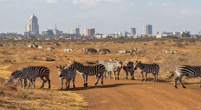 Avventura Safari nel Parco Nazionale di Nairobi Kenya — #2