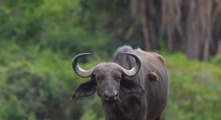 Visite du parc d'Arusha : Exploration de la nature Tanzanie — #3