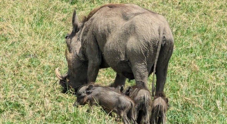 Visite du parc d'Arusha : Exploration de la nature Tanzanie — #4
