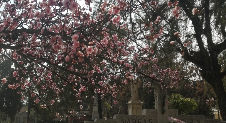 Santiago's General Cemetery: An Open Air Museum Chile — #2
