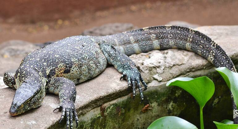 Explore the Lake Duluti Tanzania — #10