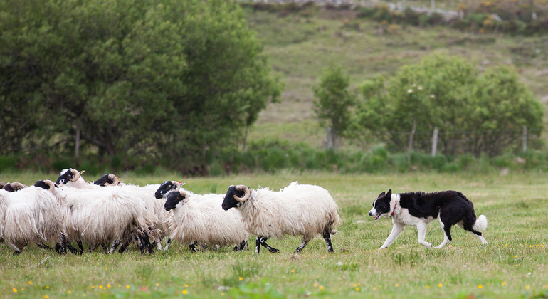 Glendalough, Wicklow und Kilkenny Tour ab Dublin Bereitgestellt von Finn McCools Tours