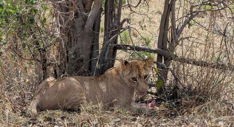 Safari à la découverte de la faune d'Arusha Tanzanie — #3
