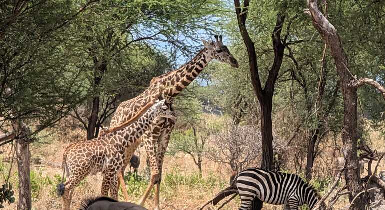 Safari à la découverte de la faune d'Arusha Tanzanie — #2