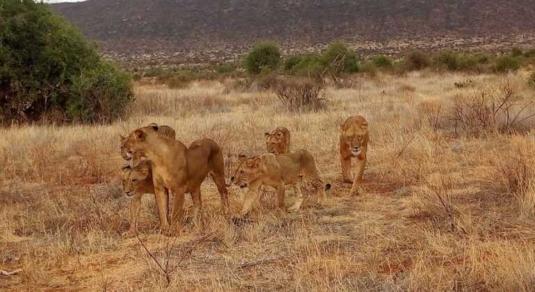 Nairobi Urban Safari Erlebnis Kenia — #2